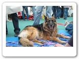 Messen und Ausstellungen
